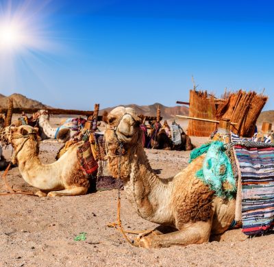 caravan of camels rests in desert under blue sky