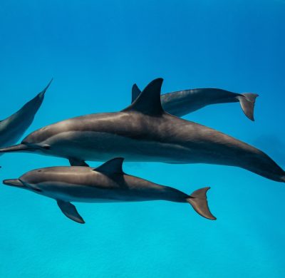 pod of Spinner dolphins (Stenella longirorstris) swimming over sand in Sataya reef, Egypt, Red Sea